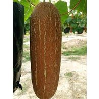 10pcs Biji Benih Timun Tua 10pcs Biji Benih Timun Tua / Old Chinese Cucumber Seeds / 老黄瓜种子 Vegetables Seeds Cucumis sati - Image 4
