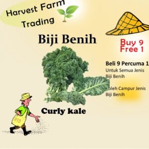 Biji Benih Kailan Kerinting 200Pcs+- kubis kerinting kale curly seed vegetable seeds 羽衣甘蓝种子植物种子 蔬菜种子