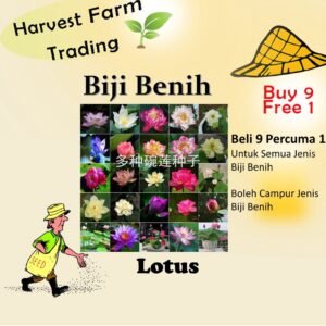 5Pcs Biji Benih Bunga Teratai Lotus Seeds Water Lily Garden Plant Mix Flower Seed Aquatic Plant Teratai 睡莲碗莲种子 seeds
