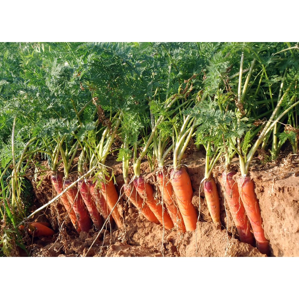 Biji Benih Lobak Merah 250pcs 蔬菜种子红萝卜種子菜籽 red carrot seed Raddish seeds kangkung sayur sayuran hijau pelbagai vegetables - Image 2