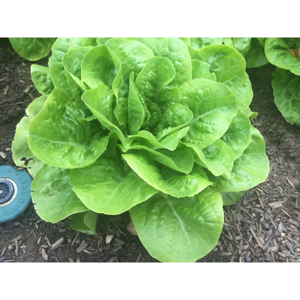 Biji Benih Salad Butterhead 300Pcs +- Butter leaf lettuce seed 奶油生菜种子 Vegetable seeds benih sayur sayuran baja seeds ros - Image 5