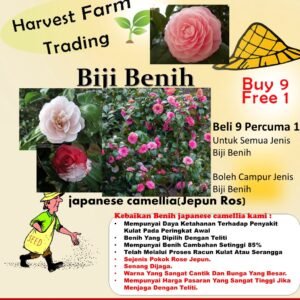 Biji Benih Bunga Ros jepun 2Pcs +- japanese camellia seeds rose seed bonsai flowers seed山 茶花种子四季耐热花種子 bonsai benih rose