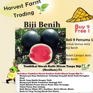 Benih Tembikai Tanpa Biji10pcs kulit hitam F1 Seedless Watermelon 无籽西瓜种子水果蔬菜种子 biji benih Tembikai hitam kuning