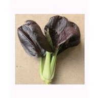 Biji Benih Pak Choy Ungu 150 Pcs Purple Red Dwarf Pak Choy 紫玉白菜种子 Dark Purple Leaf Bok Choy Pak Choi Seeds Pak Choy daun - Image 4