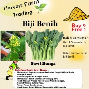 Benih Sawi Bunga 200Pcs+- biji bibit sawi hijau sayur sayuran pelbagai vegetable spinach seed kangkung seeds 迟花菜心种子蔬菜種子