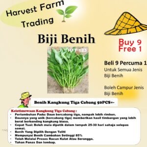Biji Benih kangkung tiga cabang 50PCS+- biji benih kangkung 3 cabang 三叉空心菜种子 spinach seed tiga tangkai daun lebar besar