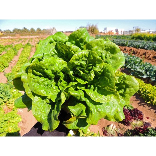 Biji Benih Salad Butterhead 300Pcs +- Butter leaf lettuce seed 奶油生菜种子 Vegetable seeds benih sayur sayuran baja seeds ros - Image 4