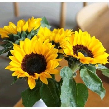 10Pcs Seed Multi Head Drawf Biji benih Sunflower Bunga Matahari Renek Cabang Banyak 矮杆多头向日葵 Pot Sunflower Seeds Bunga - Image 3