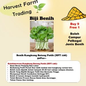 Benih Kangkung Batang Putih 50PCS+- HFT 128 white spinach seed 500 gram 白梗空心菜种子 vegetable seeds biji benih sayur sayuran