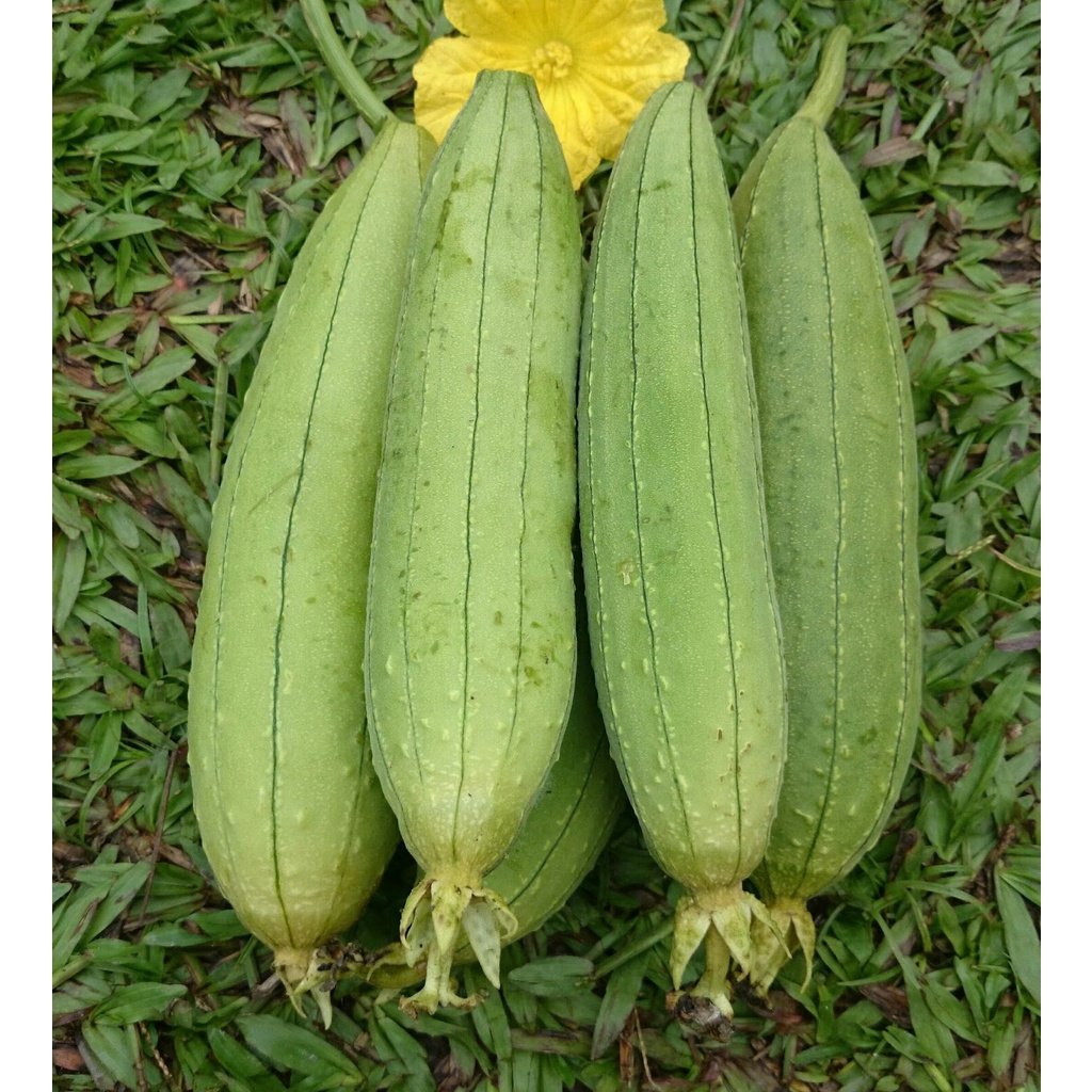 Biji Benih Petola Ular 10Pcs Bantal Luffa Sponge Gourd Seeds 蔬菜種子丝瓜种子 vegetable seed Sayur sayuran petula pelbagai segi - Image 6