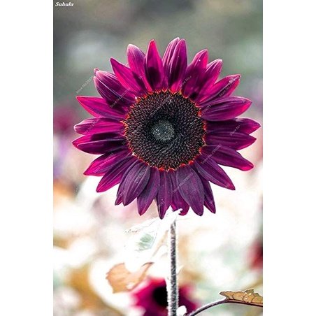 10Pcs Seed Purple Sunflower 紫色向日葵 Benih Bunga matahari Purple Sunflower Seeds Sun Flower Plant Flower Beautiful Flower - Image 4