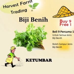 Biji Benih Ketumbar 200Biji Vegetable Seed Coriander 香菜种子  Seeds Plant Seed 蔬菜种子 biji benih sayur sayuran garden seed