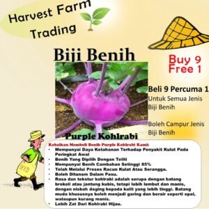 Biji benih kohlrabi ungu 50 Pcs +- Kohlrabi Purple Seeds 紫芥蓝头種子蔬菜种子 Vegetable Seeds lobak kubis benih sayur sayuran buah