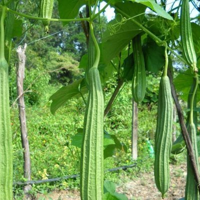 Biji Benih Petola Segi 6Pcs benih Petola panjang Luffa seeds vegetetables seed petola bantal sabut 蔬菜種子种子丝瓜 sayur sayura - Image 3