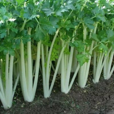 Biji Benih Daun Sup Putih 200Pcs+- white celery seeds benih Saderi putih Daun Sup Batang Putih 白芹種子蔬菜种子 sayur vegetables - Image 2