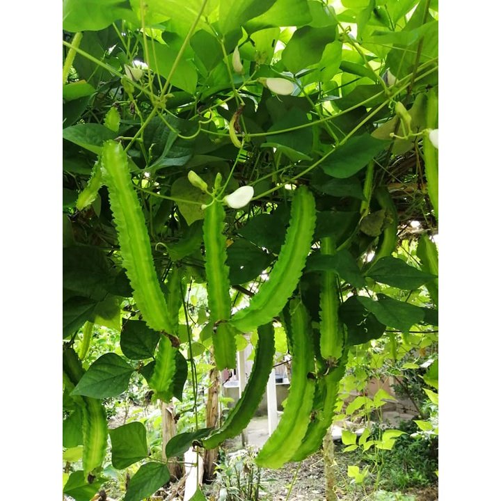 BIJI BENIH KACANG BOTOL 8Pcs RENEK / ASAPARAGUS PEA BOLEH TANAM DALAM PASU kacang kelisa vegetable seed 四角豆种子蔬菜種子 sayur - Image 5