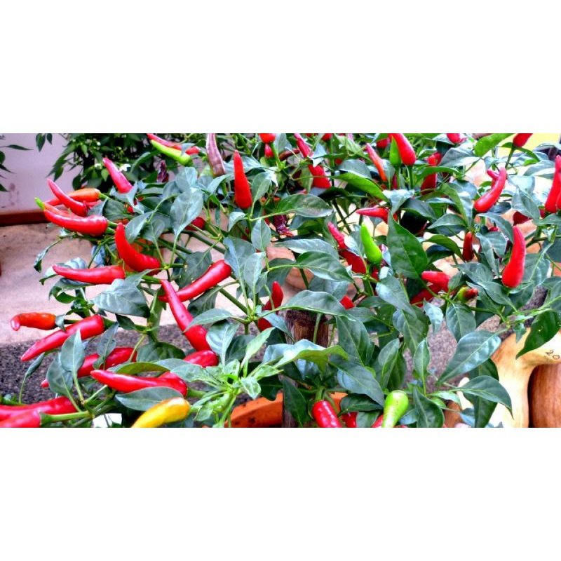Biji Benih Cili Api 25 Biji Vegetable Seed Chili seeds 大小辣椒种子蔬菜種子 Plant padi kampung besar pedas kangkung pokok sayuran - Image 2