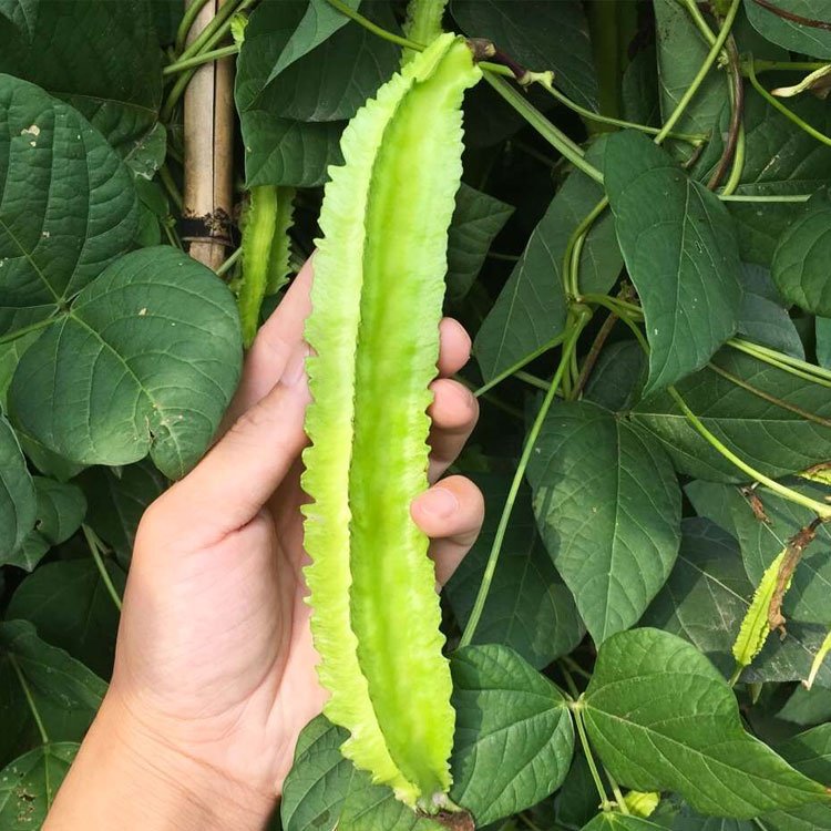 BIJI BENIH KACANG BOTOL 8Pcs RENEK / ASAPARAGUS PEA BOLEH TANAM DALAM PASU kacang kelisa vegetable seed 四角豆种子蔬菜種子 sayur - Image 9