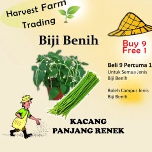 Kacang panjang renek 10pcs Vegetable Seeds BIJI BENIH SAYUR sayuran Light Green Dwaft Long Bean Kacang Buncis 四季豆 hybrid