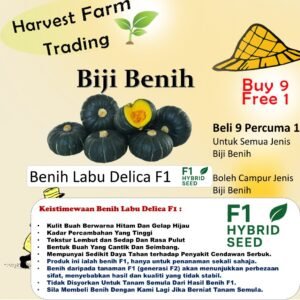 Biji Benih Labu Delica F1 5 Pcs labu hijau Delica Pumpkin Seeds buah labu 南瓜种子绿贝贝南瓜种子