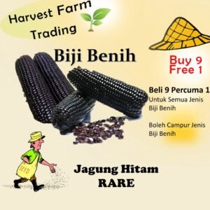 Biji Benih Jagung Hitam 14pcs 黑珍珠糯玉米Sweet Black Pearl Corn Rare Benih Jagung Manis Hitam BIJI BENIH JAGUNG PULUT HITAM