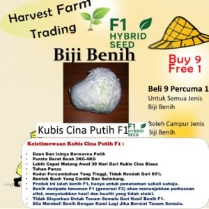 Biji Benih Sawi Kubis Cina Putih F1 100PCS +- chinese cabbage seed vegetable seed 白色大白菜种子