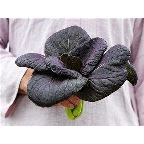 Biji Benih Pak Choy Ungu 150 Pcs Purple Red Dwarf Pak Choy 紫玉白菜种子 Dark Purple Leaf Bok Choy Pak Choi Seeds Pak Choy daun - Image 3