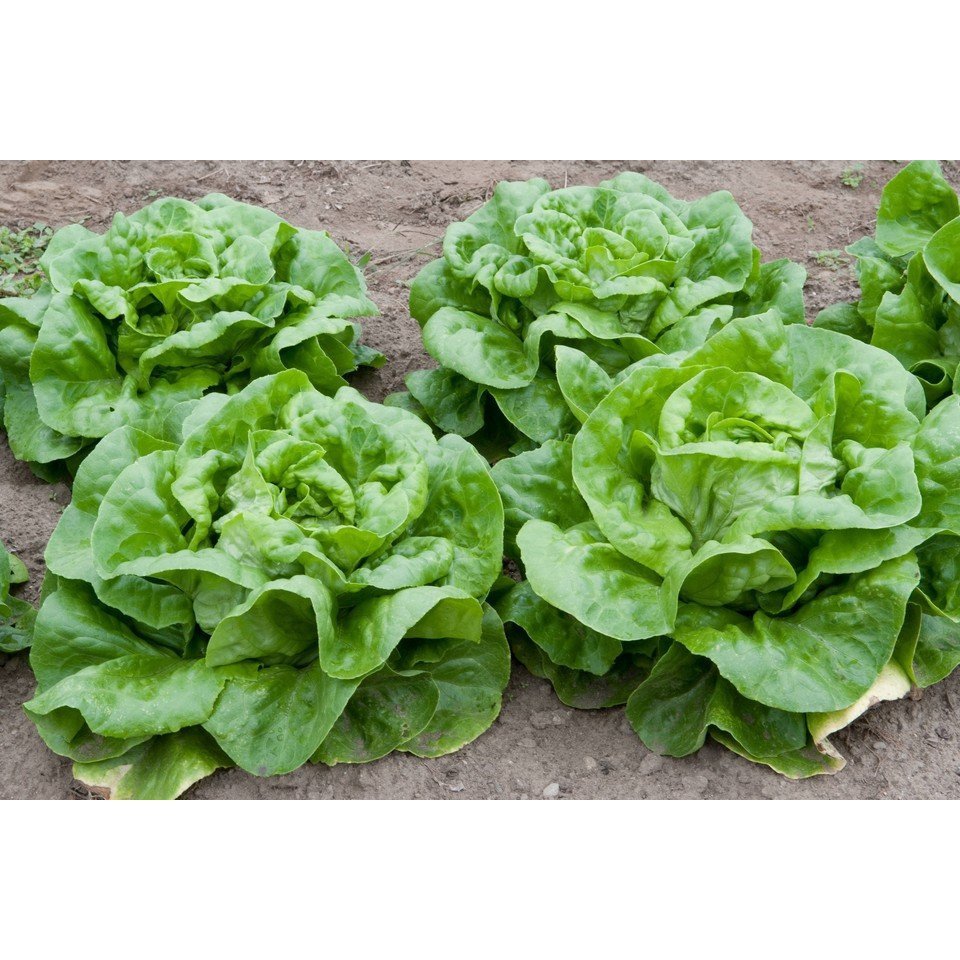 Biji Benih Salad Butterhead 300Pcs +- Butter leaf lettuce seed 奶油生菜种子 Vegetable seeds benih sayur sayuran baja seeds ros - Image 6