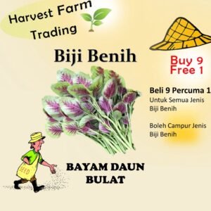 3000pcs+- Biji Benih Bayam Separuh  Merah Vegetable Seeds/BIJI BENIH SAYUR/BUNGA SEEDS BAYAM SEPARUH MERAH Red Amaranth