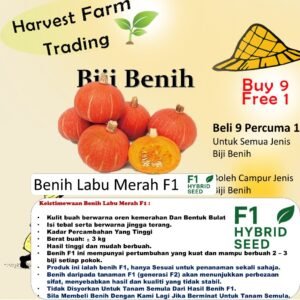 Biji Benih Labu Merah F1 5PCS benih buah labu pumpkin seeds fruit seed 西洋南瓜种子 benih sayur sayuran