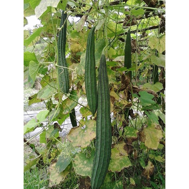 Biji Benih Petola Segi 6Pcs benih Petola panjang Luffa seeds vegetetables seed petola bantal sabut 蔬菜種子种子丝瓜 sayur sayura - Image 5