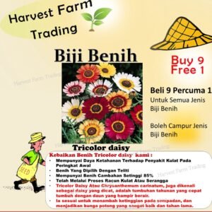 Biji Benih Bunga Daisy Tiga Warna 20Pcs+- Flower Seeds Daisy 花环菊种子花種子 daisy flower seed Tricolor daisy Chrysanthemum