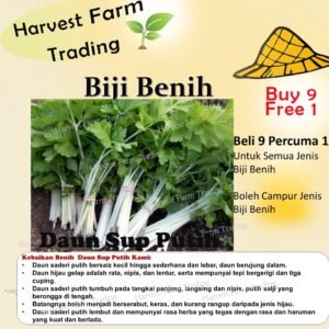 Biji Benih Daun Sup Putih 200Pcs+- white celery seeds benih Saderi putih Daun Sup Batang Putih 白芹種子蔬菜种子 sayur vegetables