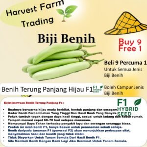 Biji Benih Terung Panjang Hijau F1 25PCS benih buah terung eggplant seed fruit seed 青色长茄子种子