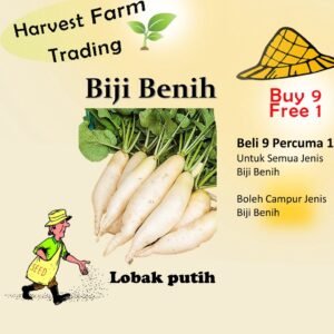 250pcs Biji Benih Lobak Putih  Biji Vegetable Seed Radish  白萝卜菜种子  Seeds Plant  Seed white radish seed vegetables seeds