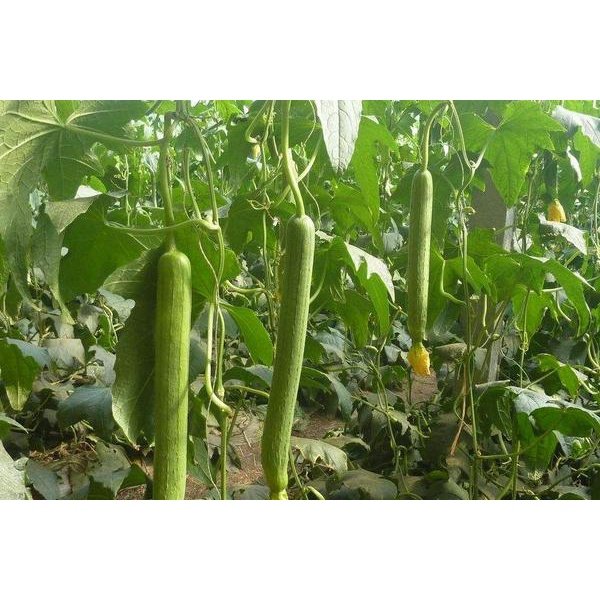 Biji Benih Petola Ular 10Pcs Bantal Luffa Sponge Gourd Seeds 蔬菜種子丝瓜种子 vegetable seed Sayur sayuran petula pelbagai segi - Image 2