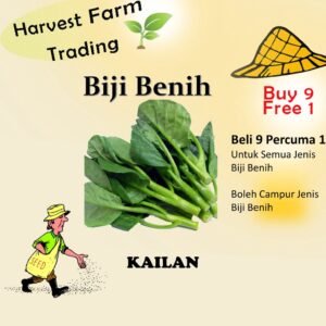 Biji Benih Kailan 1000 Biji Vegetable Seed Kailan 芥蓝菜种子  Family Seeds Plant Seed